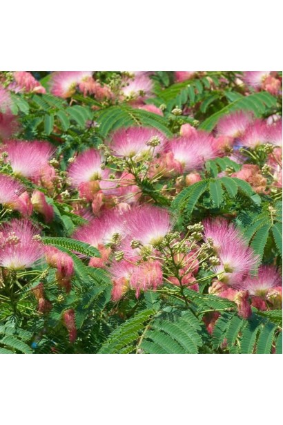 Акація ленкоранська 